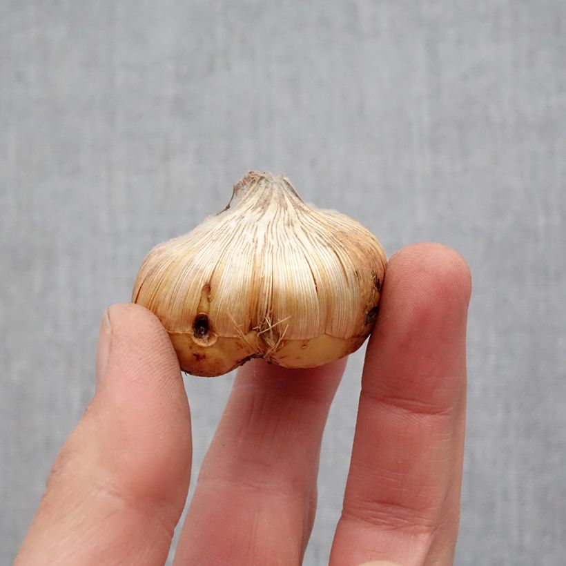 Amostra de Glaïeul ou Gladiolus Home Coming Bulbo size 14+ tal como entregue na primavera