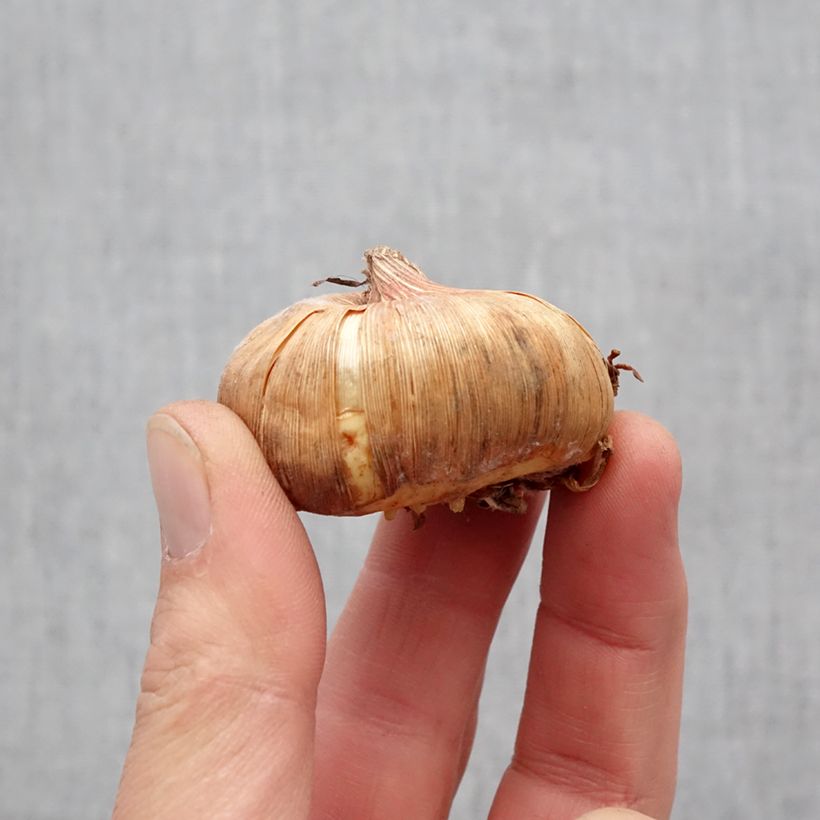 Amostra de Glaïeul ou Gladiolus Invitatie Bulbo size 11+ tal como entregue na primavera