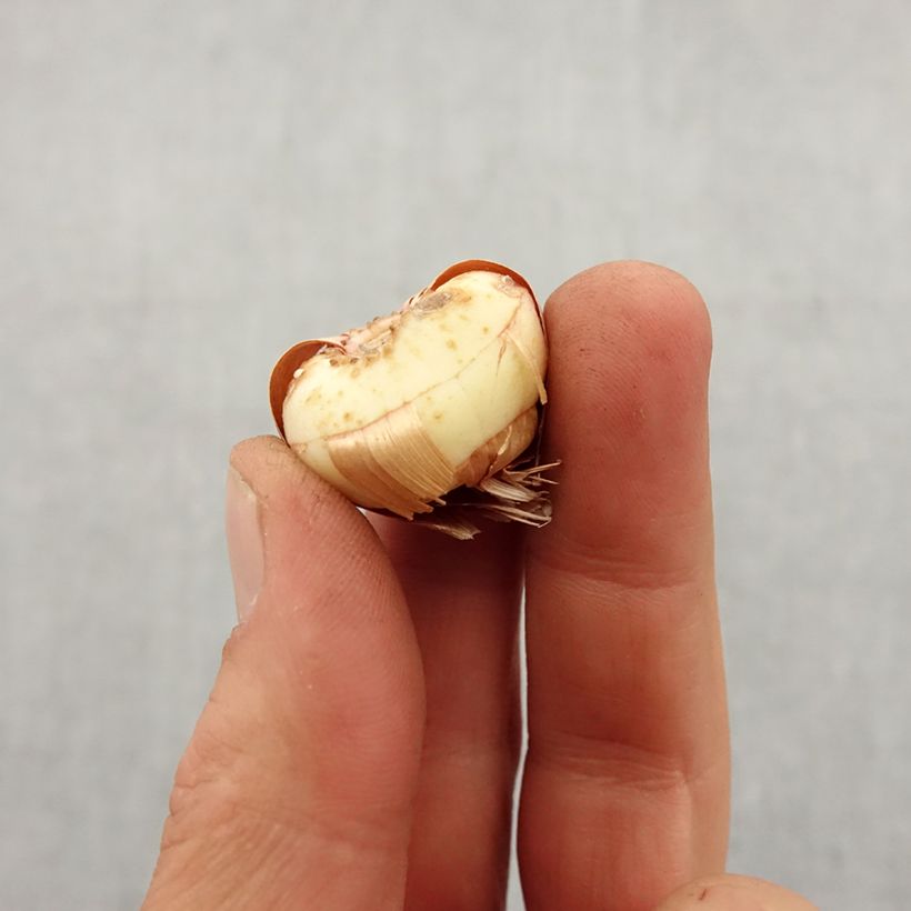 Amostra de Glaïeul ou Gladiolus Lucky Star Bulbo size 8+ tal como entregue na primavera