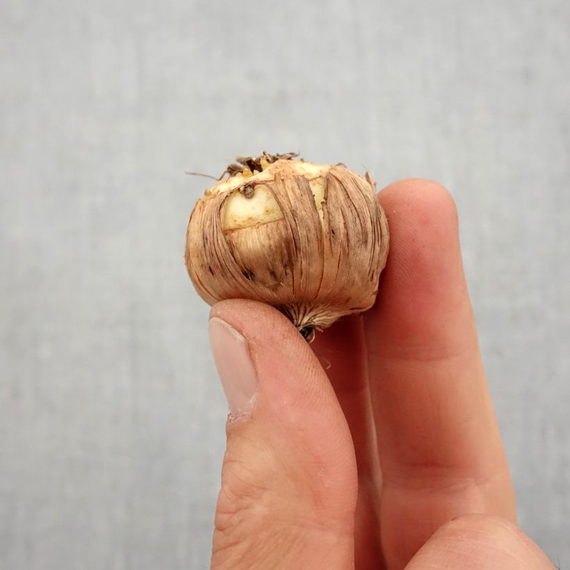 Amostra de Gladíolo Mon Amour Bulbo Calibre 14+ tal como entregue na primavera