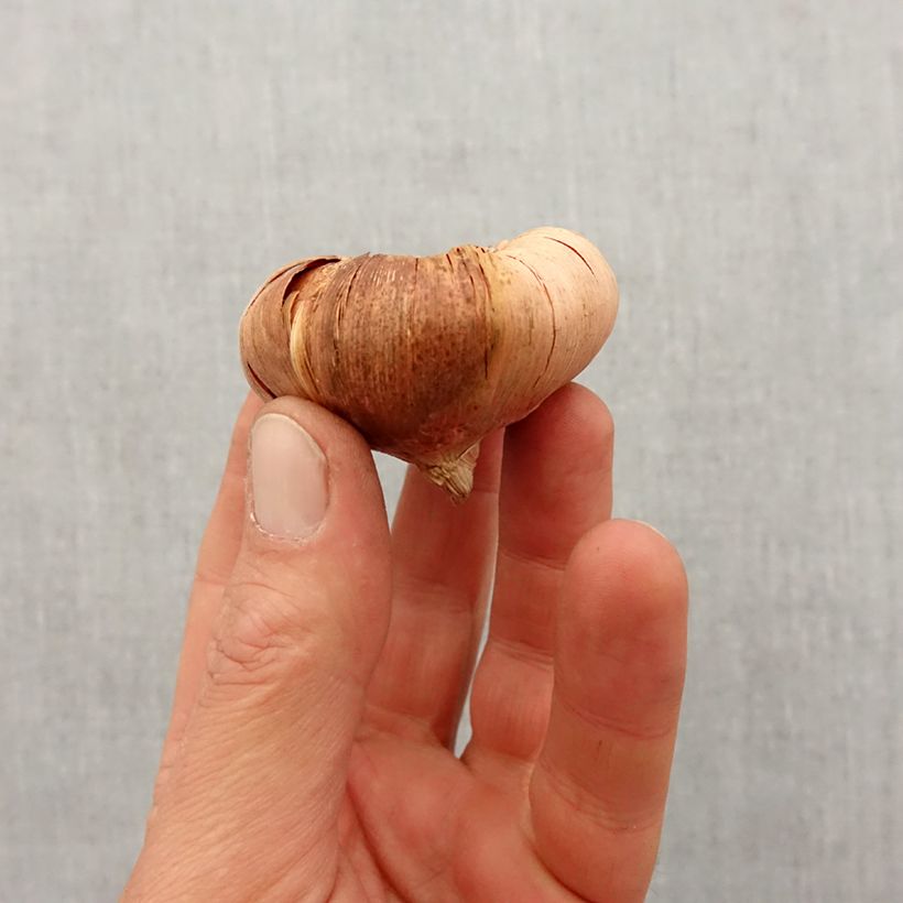 Amostra de Gladíolo Morning Gold Bulbo Calibre 10/12 tal como entregue na primavera