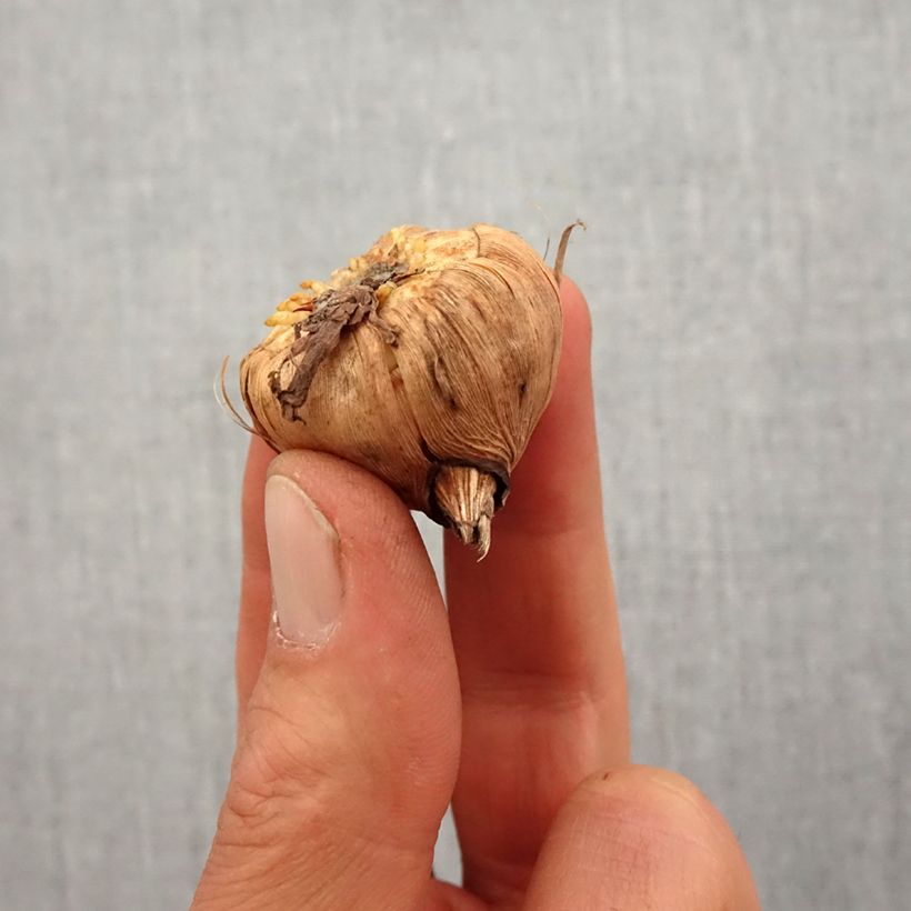 Amostra de Glaieul ou Gladiolus nanus White Eyed Miss Bulbe Kaliber/Größe 10+ tal como entregue na primavera