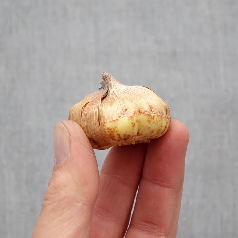 Amostra de Glaïeul ou Gladiolus nanus x primulinus Angel Kisses Bulbo size 8+ tal como entregue na primavera