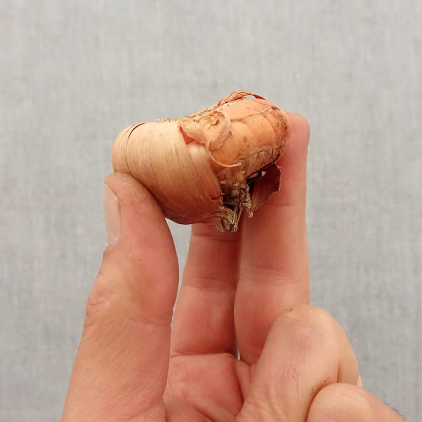 Amostra de Glaïeul ou Gladiolus papillon Violetta Bulbo size 12+ tal como entregue na primavera