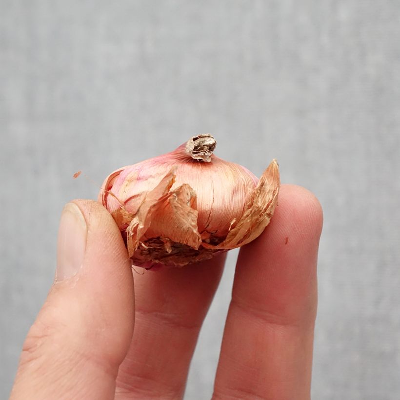 Amostra de Glaieul ou Gladiolus primulinus Atom Bulbo size 8+ tal como entregue na primavera