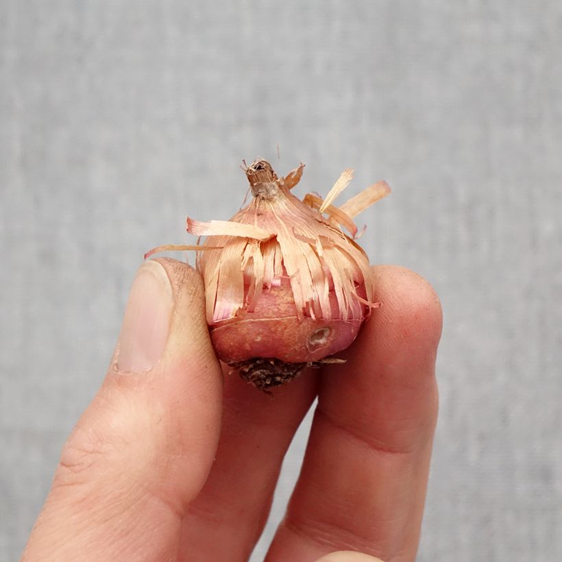 Amostra de Glaieul ou Gladiolus primulinus Mirella Bulbo size 8+ tal como entregue na primavera