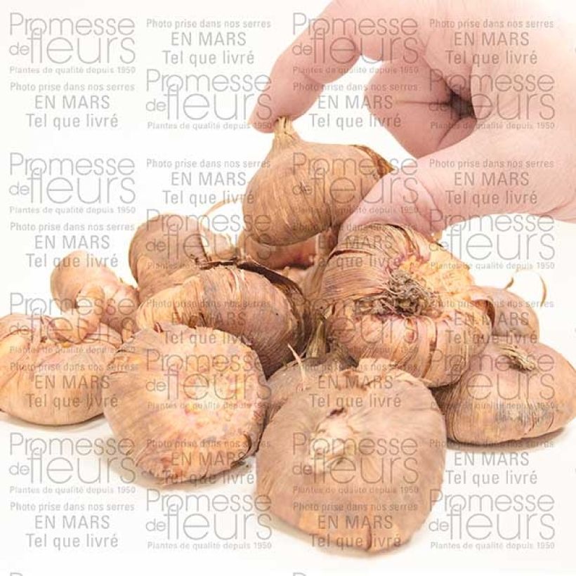 Exemplo de amostra de Gladíolo Priscilla Bulbo Calibre 14+ tal como entregue