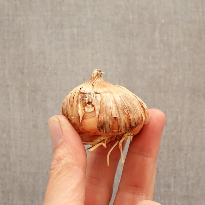 Amostra de Gladíolo Priscilla Bulbo Calibre 14+ tal como entregue na primavera