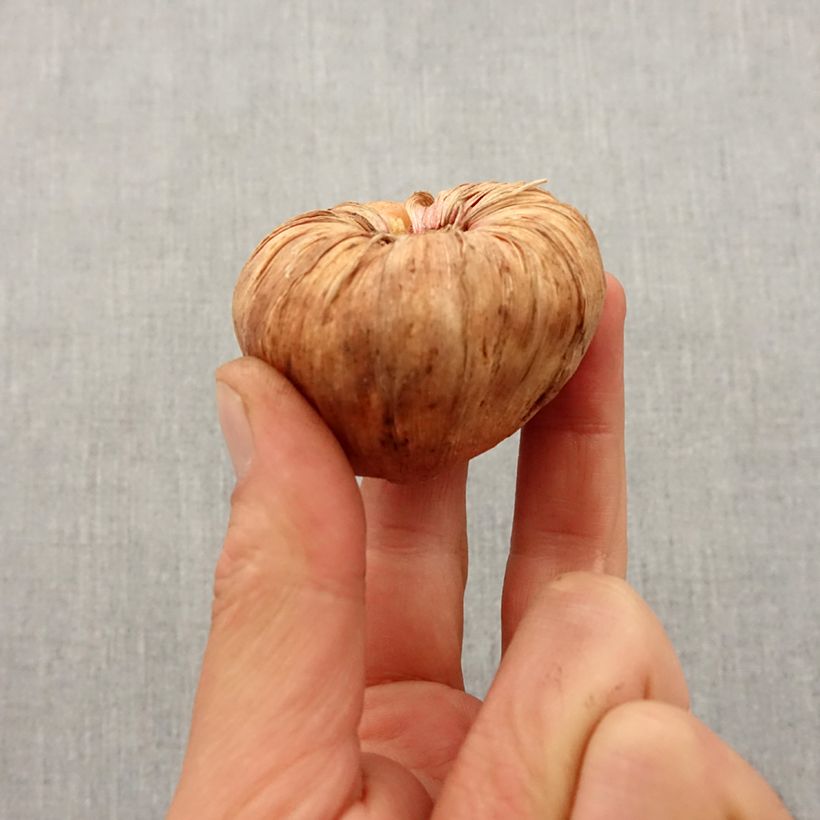 Amostra de Gladíolo Traderhorn Bulbo Calibre 14+ tal como entregue na primavera