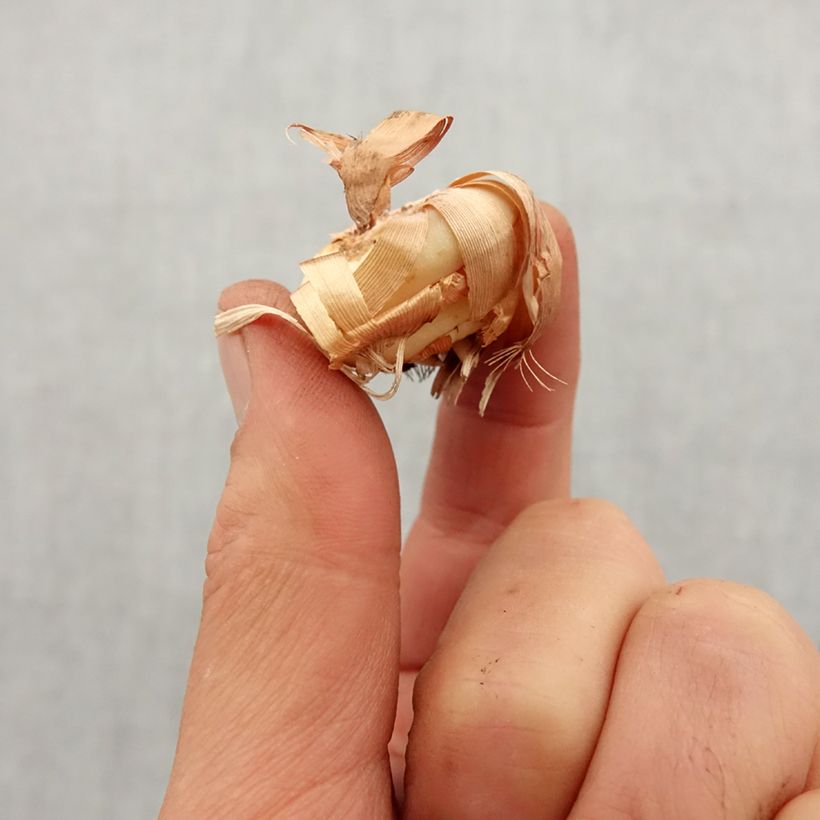 Amostra de Glaïeul ou Gladiolus tubergenii Charm Bulbo size 8+ tal como entregue na primavera