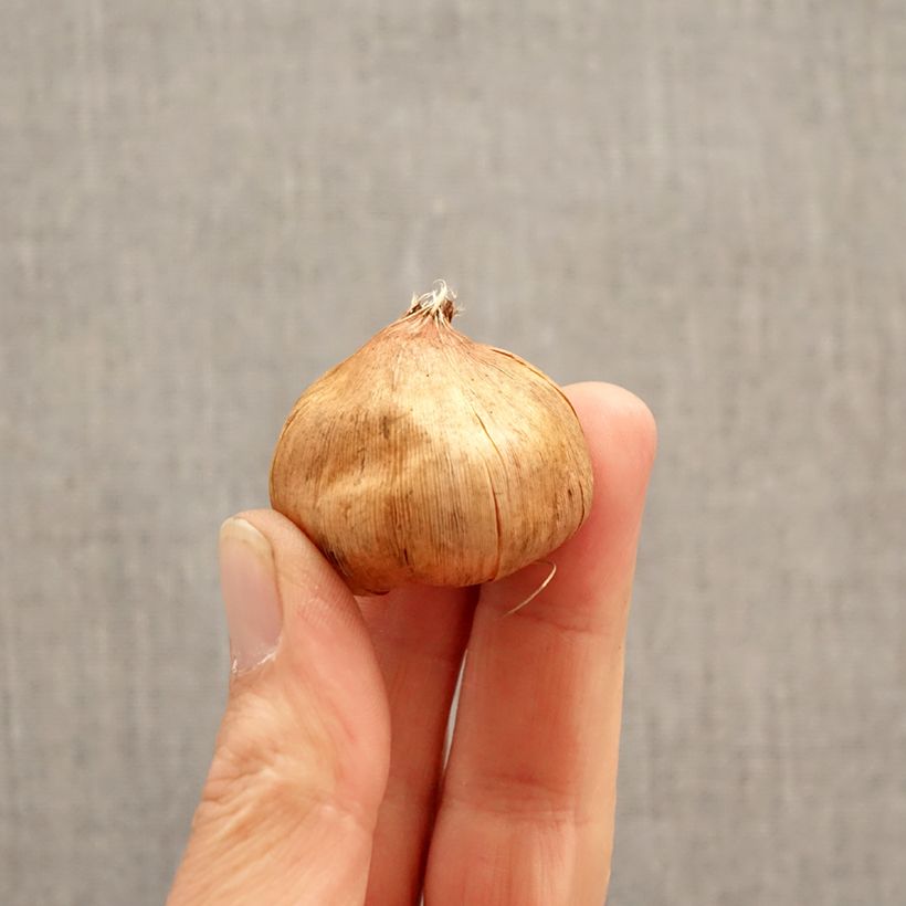 Amostra de Gladíolo Vandohla Bulbo Calibre 12/14 tal como entregue na primavera