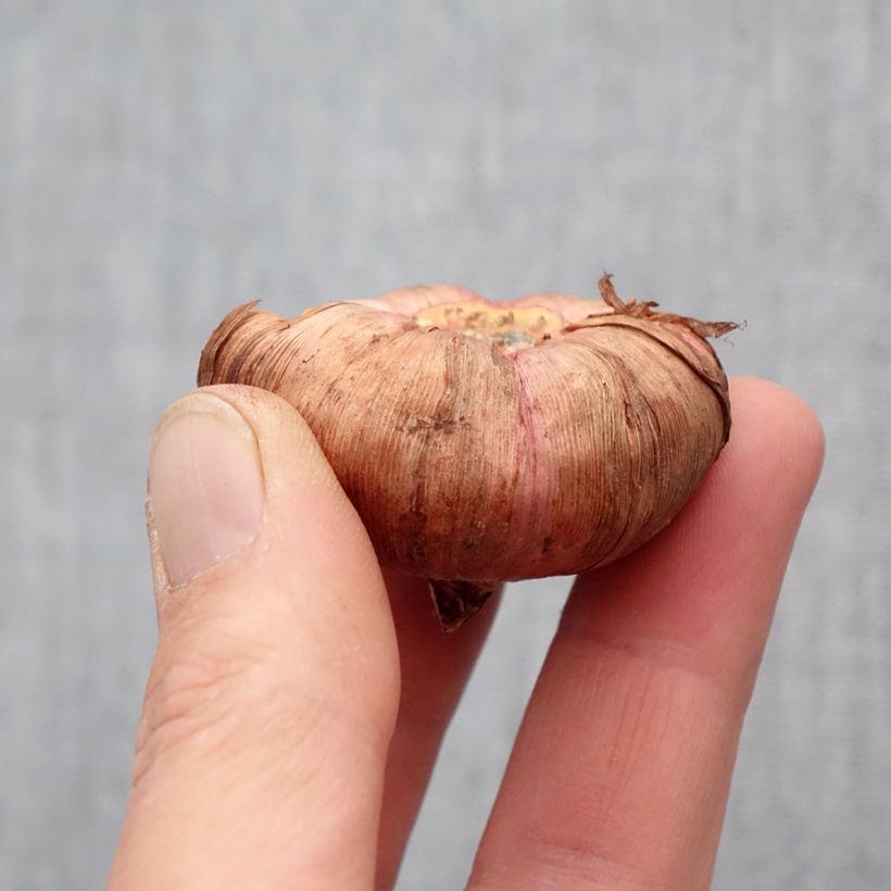 Amostra de Glaïeul ou Gladiolus Victor Borge Bulbo size 14+ tal como entregue na primavera