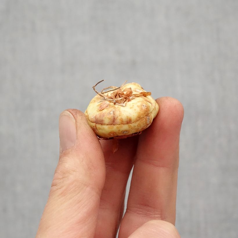 Amostra de Glaïeul ou Gladiolus Violet Moon Bulbe Kaliber/Größe 14+ tal como entregue na primavera