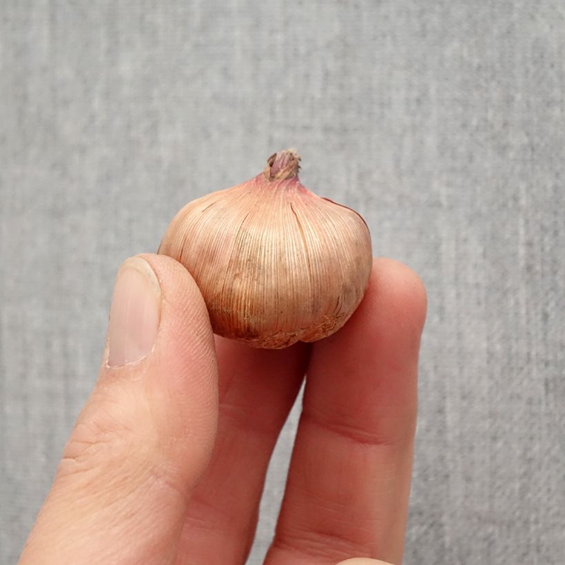 Amostra de Glaïeul ou Gladiolus Wig's Sensation Bulbe Kaliber/Größe 10+ tal como entregue na primavera