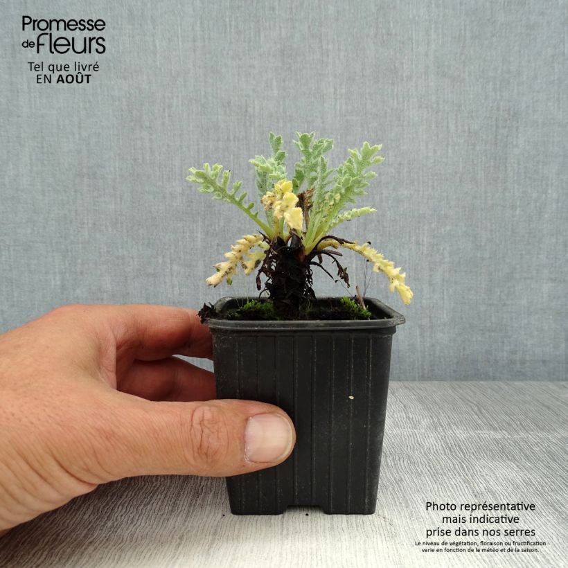 Amostra de Glaucium flavum - Papoila-amarela-das-areias Vaso de 8/9 cm tal como entregue no verão
