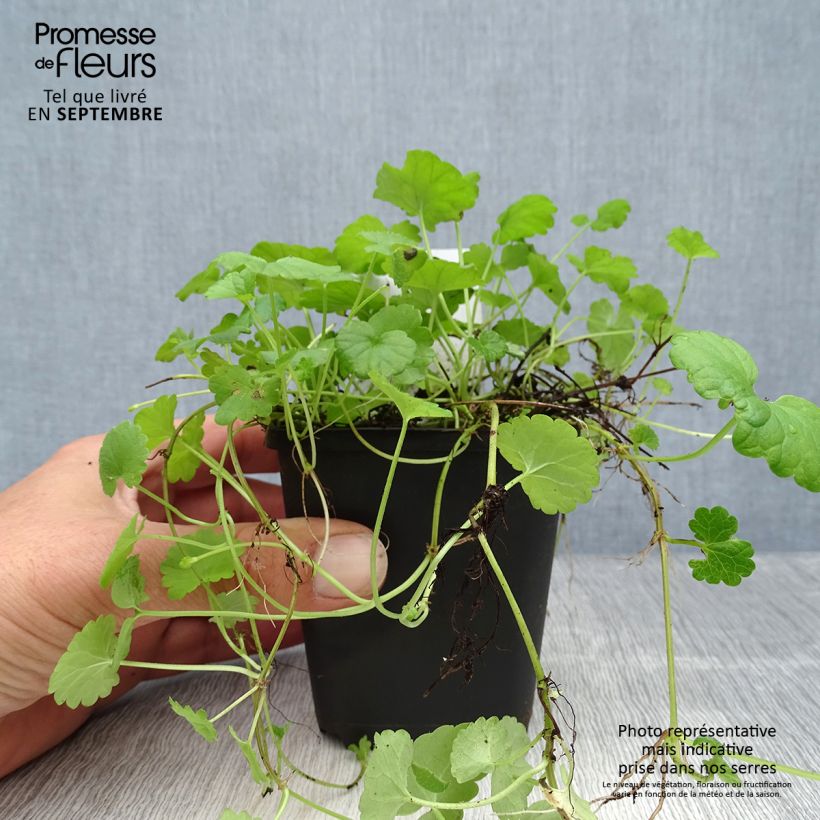 Amostra de Glechoma hederacea Vaso de 8/9 cm tal como entregue no outono