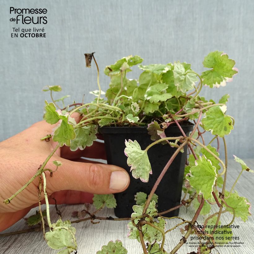Amostra de Glechoma hederacea Variegata Vaso de 8/9 cm tal como entregue no outono