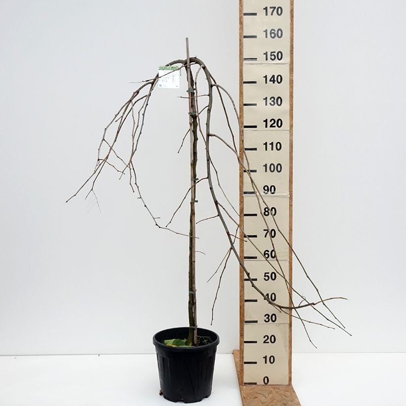 Amostra de Gleditsia triacanthos Emerald Cascade Vaso de 7,5 L/10 L, Haste tal como entregue no outono