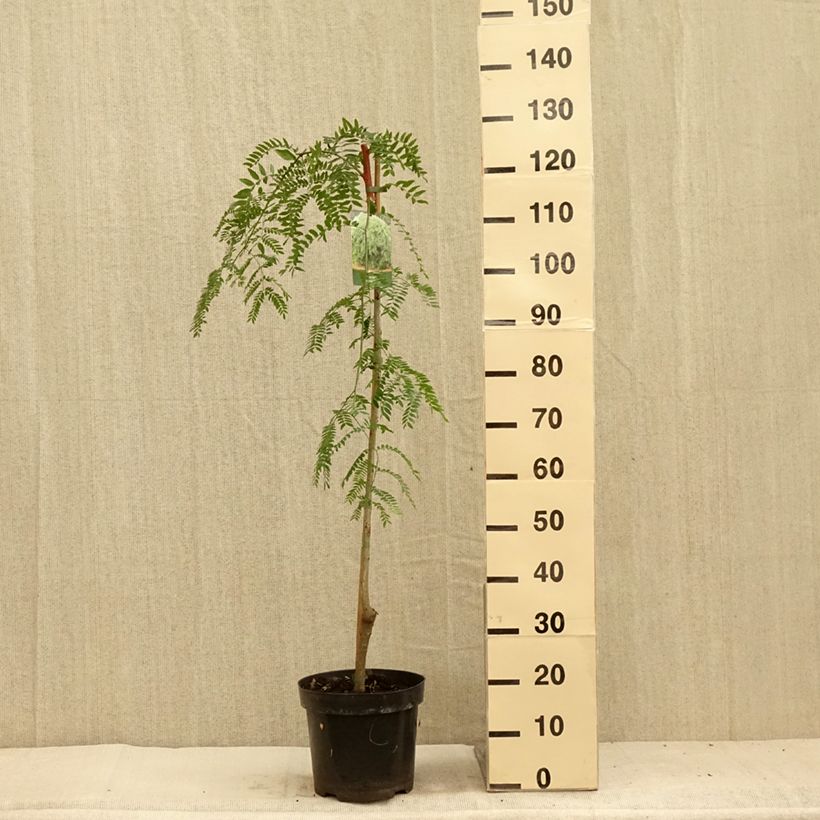 Amostra de Gleditsia triacanthos Emerald Cascade Vaso de 12 L/15 L, Haste tal como entregue no verão
