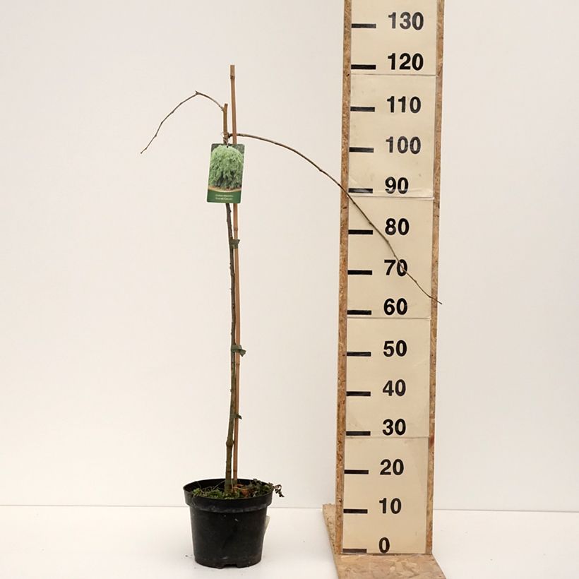 Amostra de Gleditsia triacanthos Emerald Cascade - Févier d'Amérique Vaso de 12 L/15 L tal como entregue no inverno