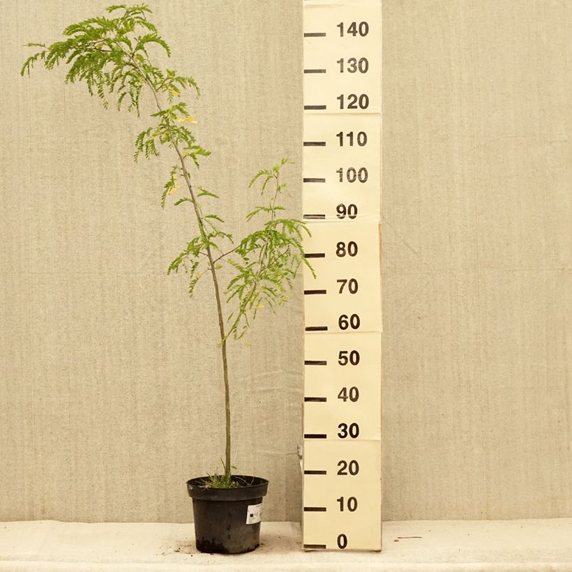 Amostra de Gleditsia triacanthos Vaso de 4 L/5 L tal como entregue no verão