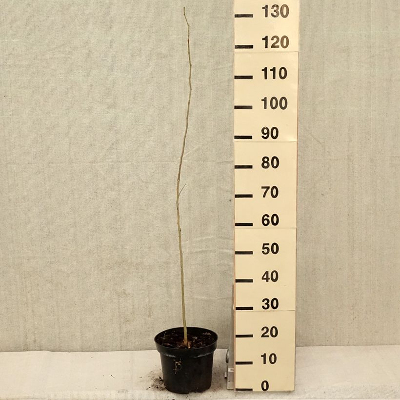 Amostra de Gleditsia triacanthos Vaso de 4 L/5 L tal como entregue na primavera