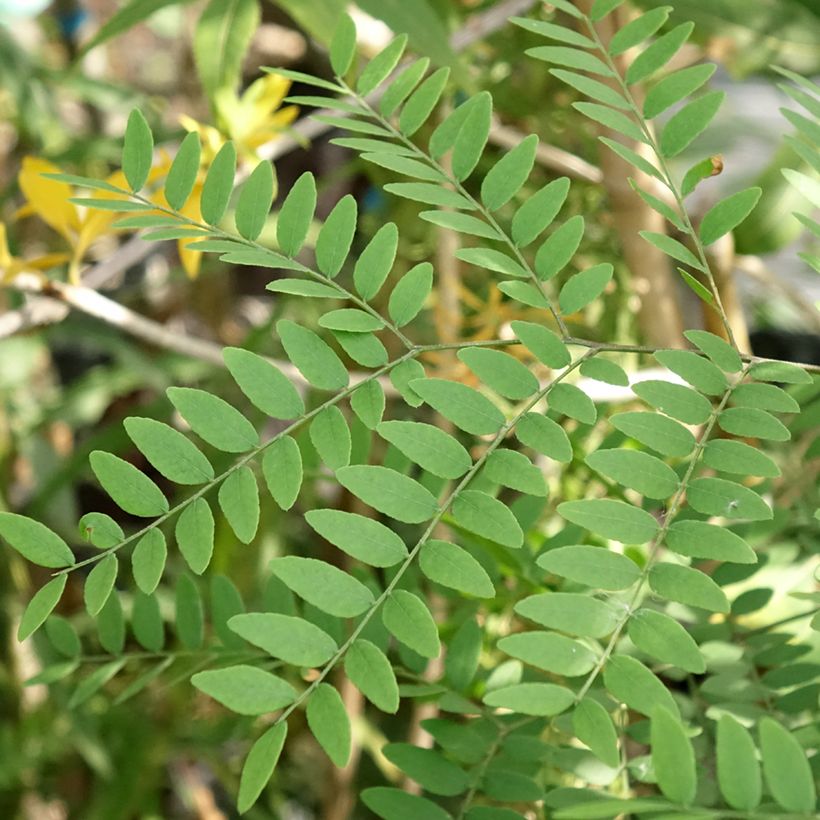 Gleditsia triacanthos Goofy (Folhagem)