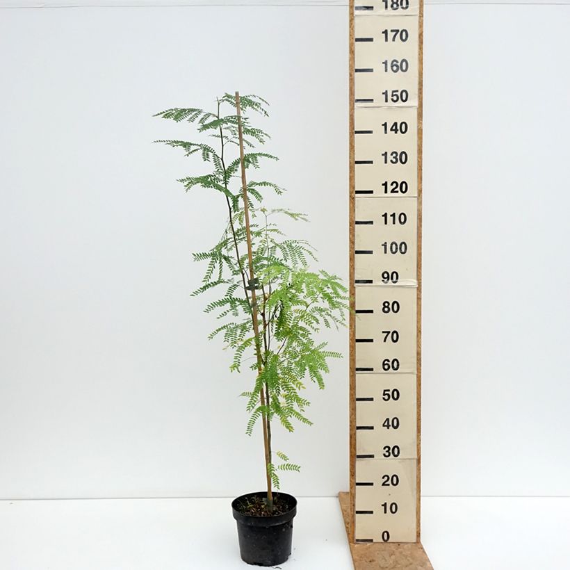 Amostra de Gleditsia triacanthos Goofy Vaso de 7,5 L/10 L tal como entregue no verão