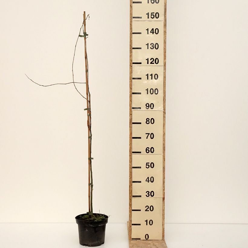 Amostra de Gleditsia triacanthos Goofy - Févier d'Amérique Vaso de 7,5 L/10 L tal como entregue no inverno