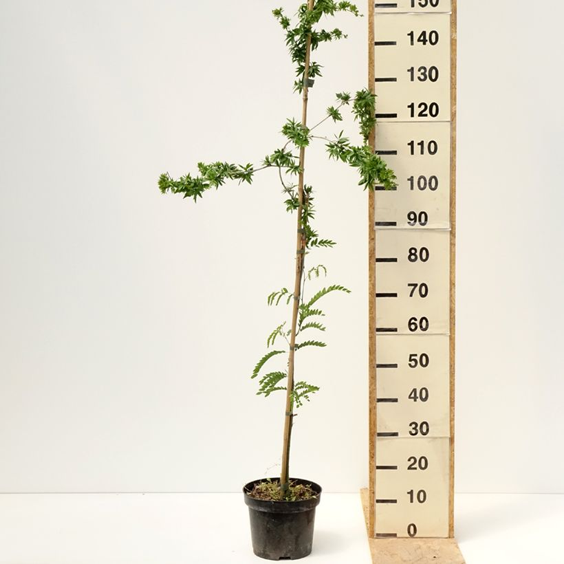 Amostra de Gleditsia triacanthos Goofy Vaso de 7,5 L/10 L tal como entregue na primavera