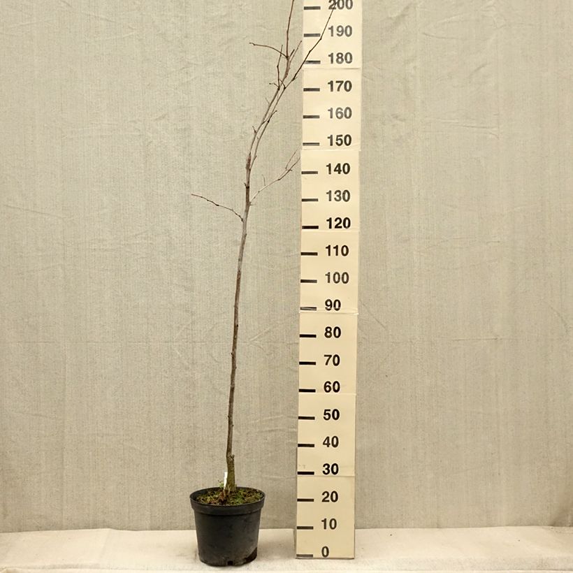 Amostra de Gleditsia triacanthos Shademaster Vaso de 7,5 L/10 L tal como entregue no outono