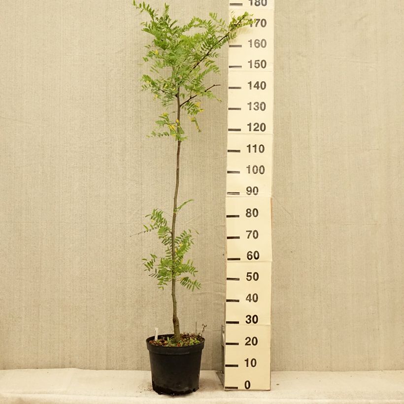 Amostra de Gleditsia triacanthos Shademaster Vaso de 7,5 L/10 L tal como entregue no verão