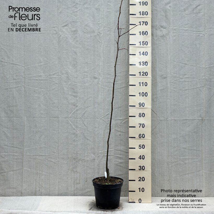 Amostra de Gleditsia triacanthos Shademaster - Févier d'Amérique Vaso de 7,5 L/10 L tal como entregue no inverno