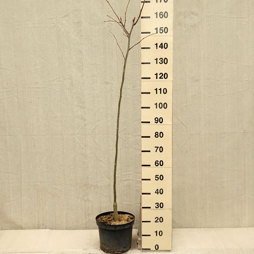 Amostra de Gleditsia triacanthos Shademaster Vaso de 7,5 L/10 L tal como entregue na primavera