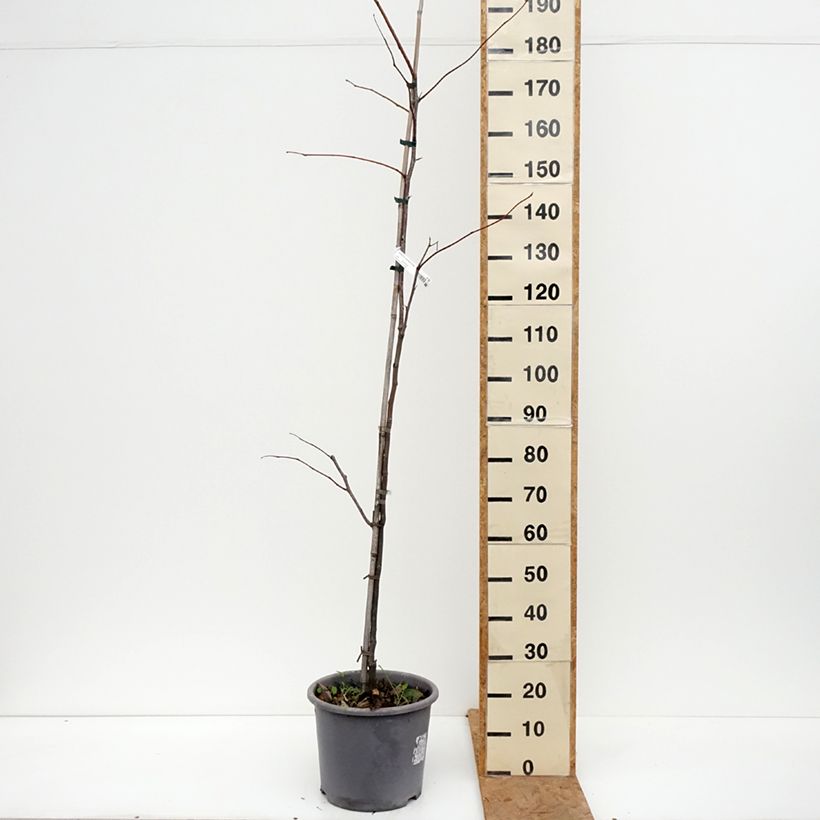 Amostra de Gleditsia triacanthos Skyline Vaso de 12 L/15 L, Brasão tal como entregue no outono