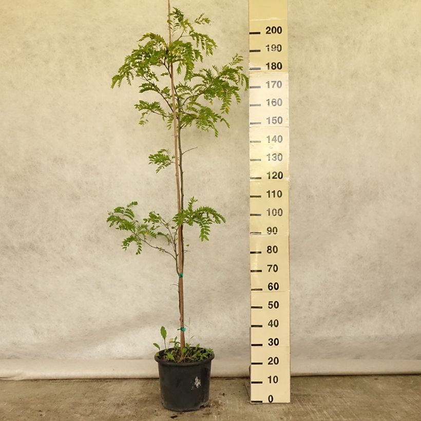 Amostra de Gleditsia triacanthos Skyline Vaso de 12 L/15 L, Brasão tal como entregue no verão