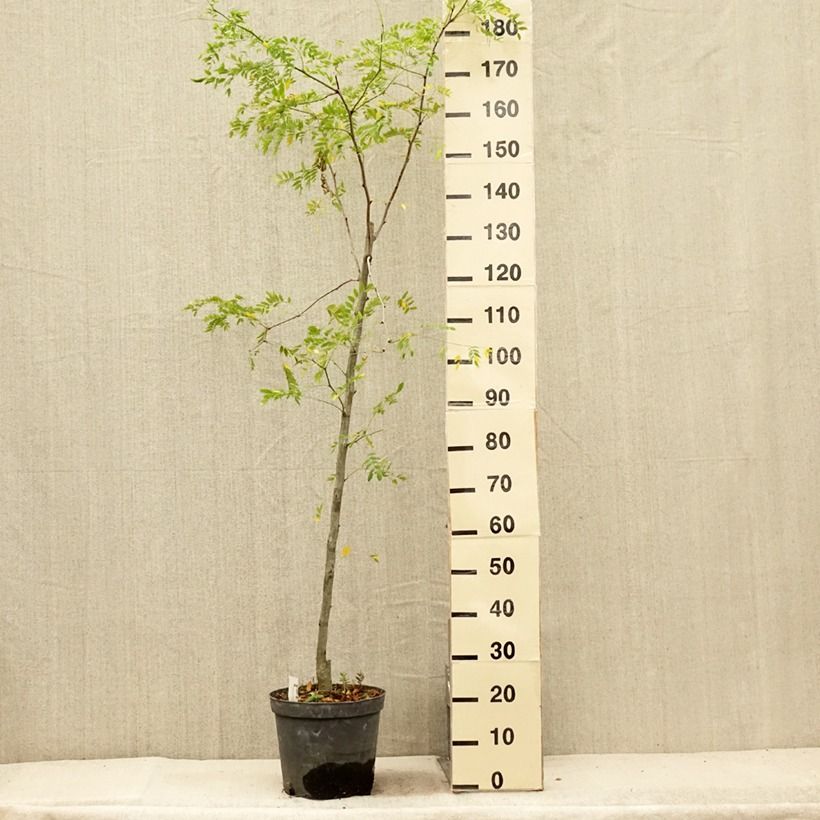 Amostra de Gleditsia triacanthos Skyline Vaso de 7,5 L/10 L tal como entregue no verão