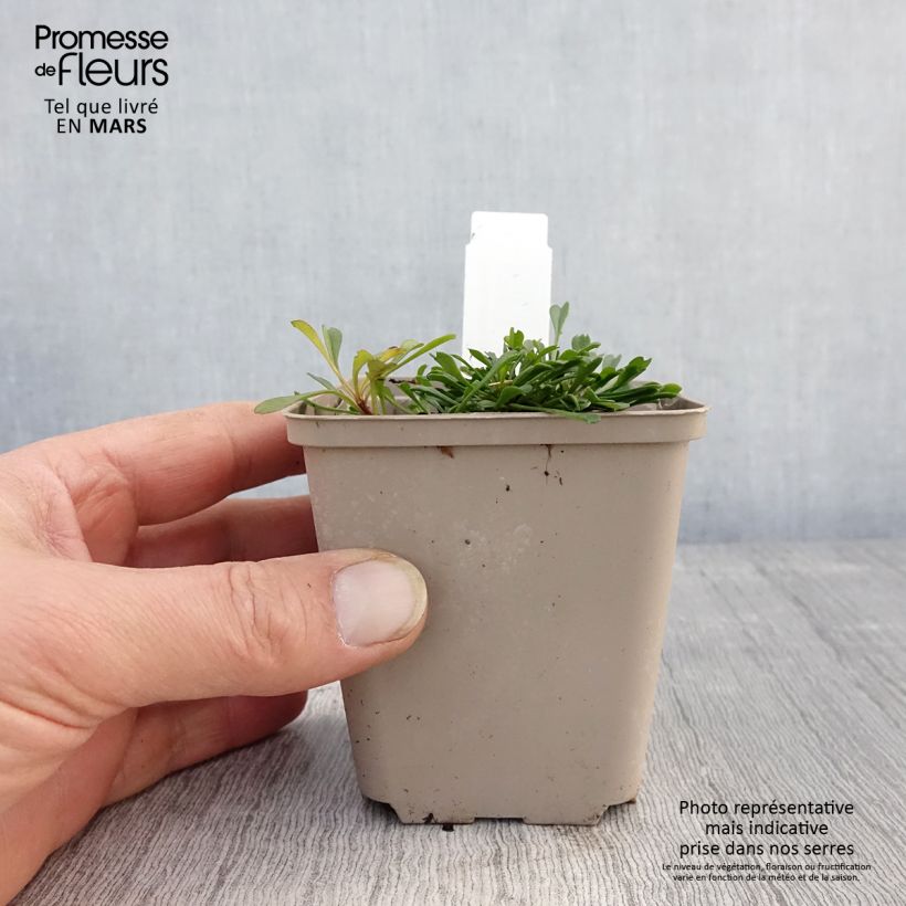 Amostra de Globularia cordifolia Vaso de 8/9 cm tal como entregue na primavera