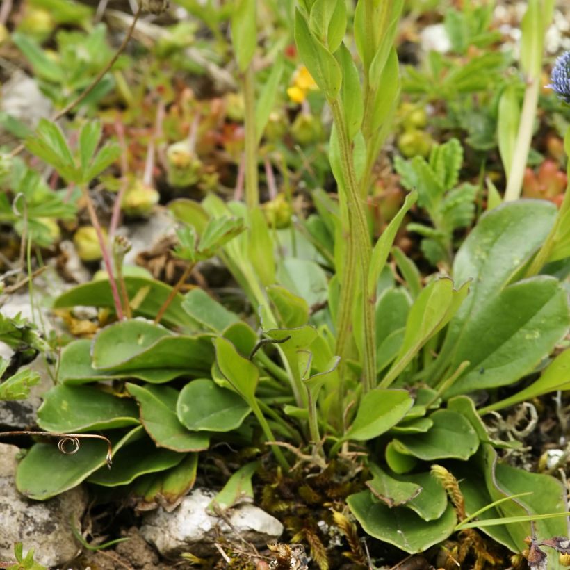 Globularia punctata (Folhagem)