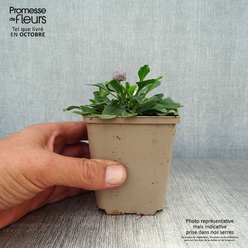 Amostra de Globularia punctata Vaso de 8/9 cm tal como entregue no outono
