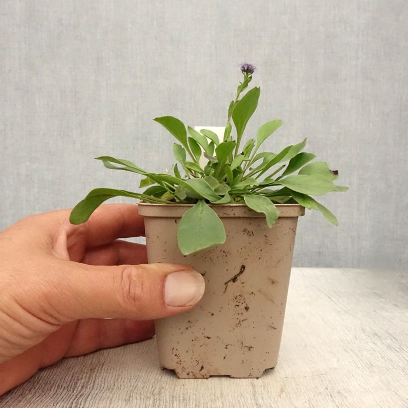 Amostra de Globularia punctata Vaso de 8/9 cm tal como entregue no verão
