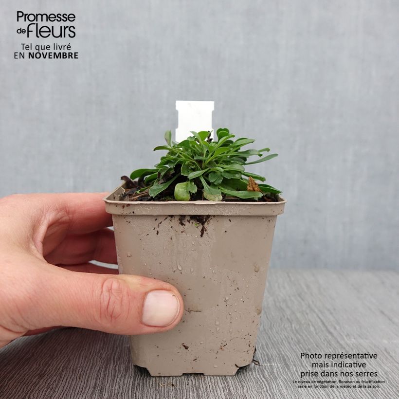 Amostra de Globularia trichosantha Vaso de 8/9 cm tal como entregue no outono
