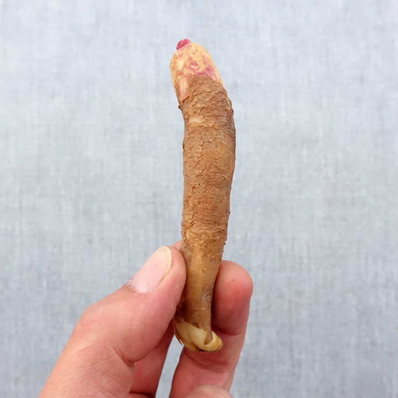 Amostra de Gloriosa Carsonii - Lis glorieux Bulbo size 15+ tal como entregue na primavera