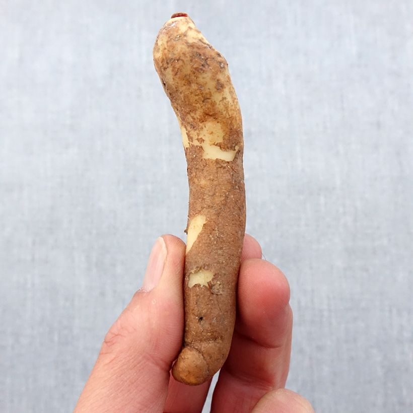 Amostra de Gloriosa lutea - Lis glorieux jaune Bulbo size 10+ tal como entregue na primavera