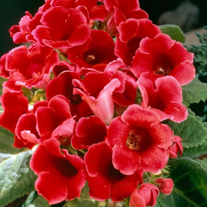 Gloxinia speciosa Etoile de Feu (Floração)