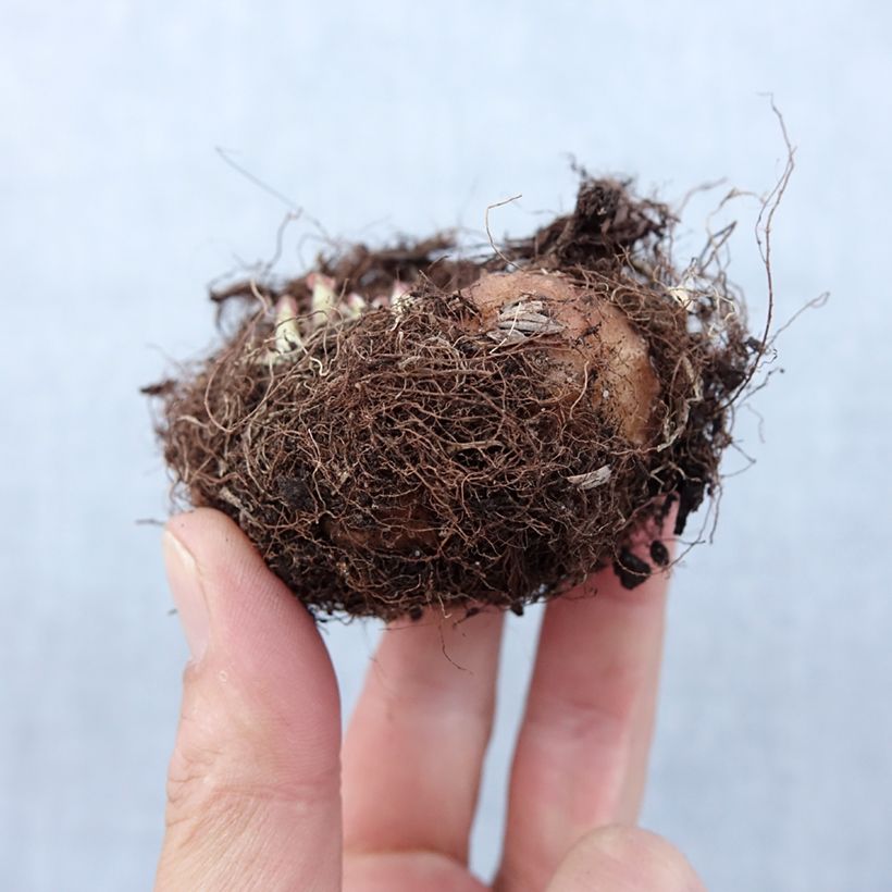 Amostra de Gloxinia Etoile de feu   Bulbe Kaliber/Größe 5+ tal como entregue na primavera