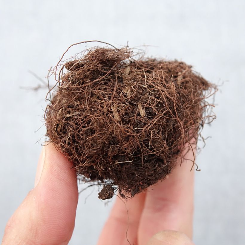 Amostra de Gloxinia Kaiser Friedrich Bulbo size 5+ tal como entregue na primavera