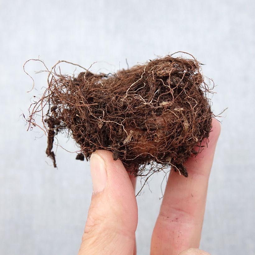 Amostra de Gloxinia Mont Blanc   Bulbe Kaliber/Größe 5+ tal como entregue na primavera