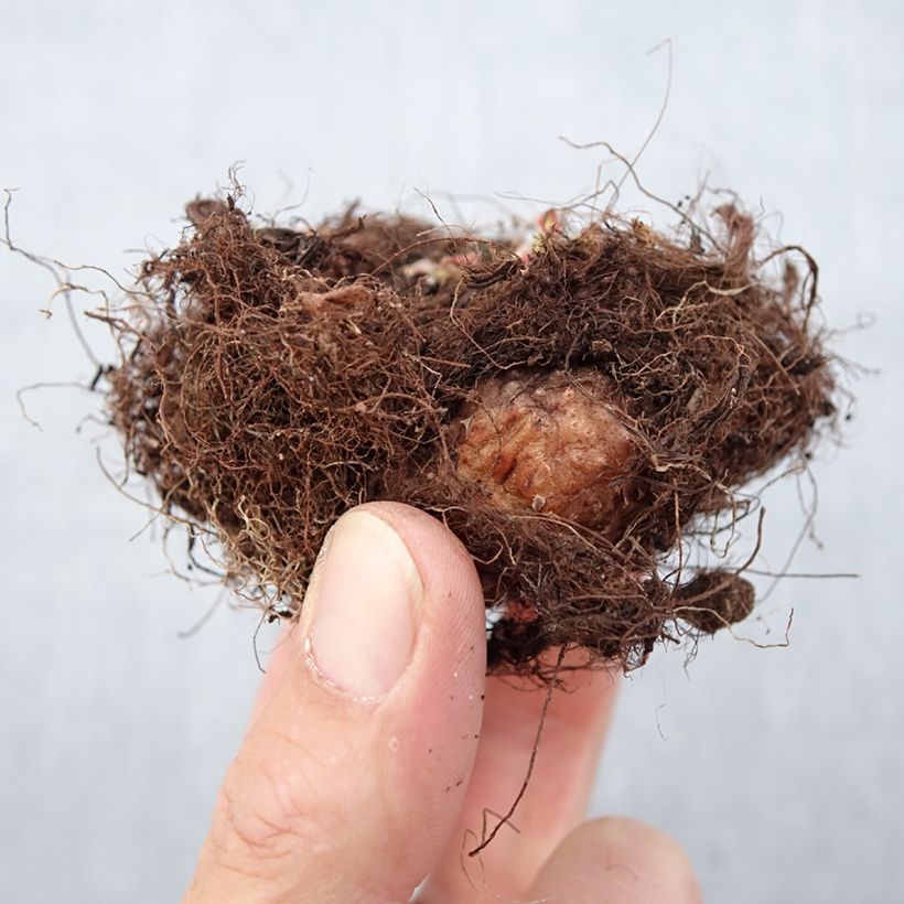 Amostra de Gloxinia Violacea   Bulbe Kaliber/Größe 5+ tal como entregue na primavera