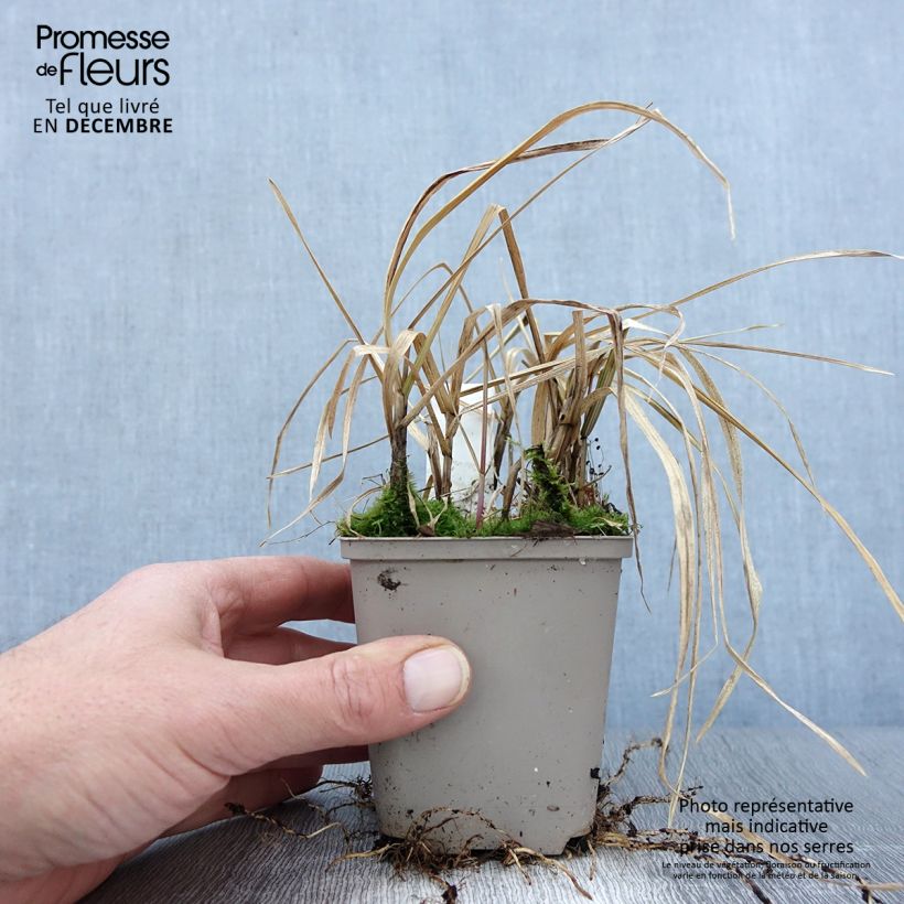 Amostra de Glyceria maxima Variegata Vaso de 8/9 cm tal como entregue no outono